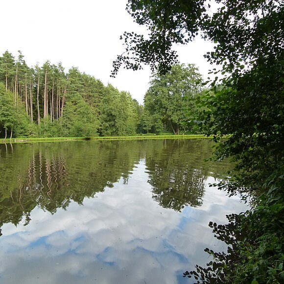 Blick auf den Fichtlesweiher, eingebettet in grüne Wälder, in der Nähe des Pfofelder Ortsteils Langlau. Das Ufer mit Bäumen und Sträuchern spiegelt sich im Wasser.