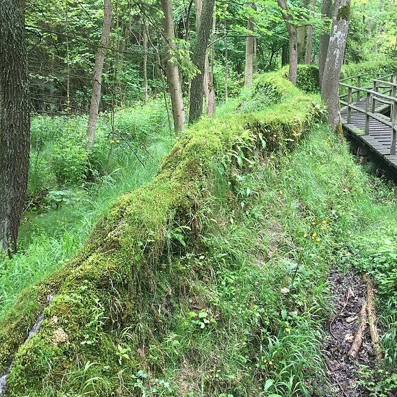 Durch einen grünen Wlad verläuft ein Holzsteg entlang der steinernen Rinne. Ein grün bewachsener Kalktuffdamm.